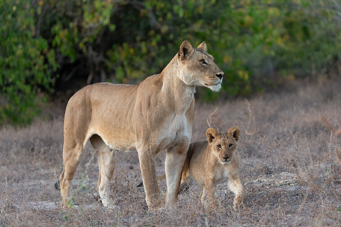 Lioness (Panthera leo) and cub, Chobe National Park, Botswana, Africa