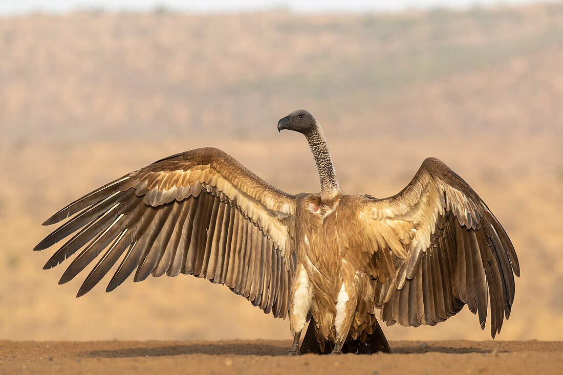 Whitebacked vulture (Gyps africanus) threat display, Zimanga Game Reserve, KwaZulu-Natal, South Africa, Africa