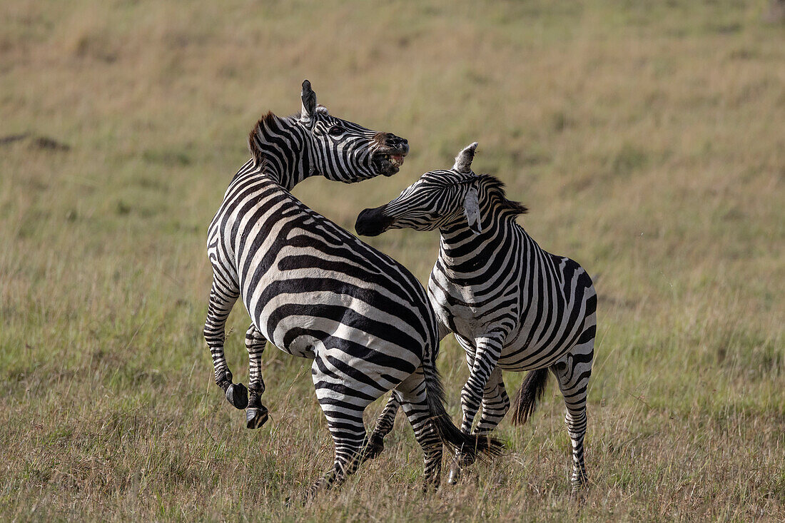 Steppenzebra (Equus quagga boehmi) im Kampf, Masai Mara, Kenia, Ostafrika, Afrika