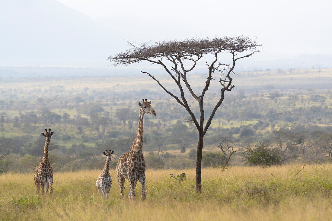 Giraffes (Giraffa camelopardalis), Zimanga game reserve, KwaZulu-Natal, South Africa, Africa
