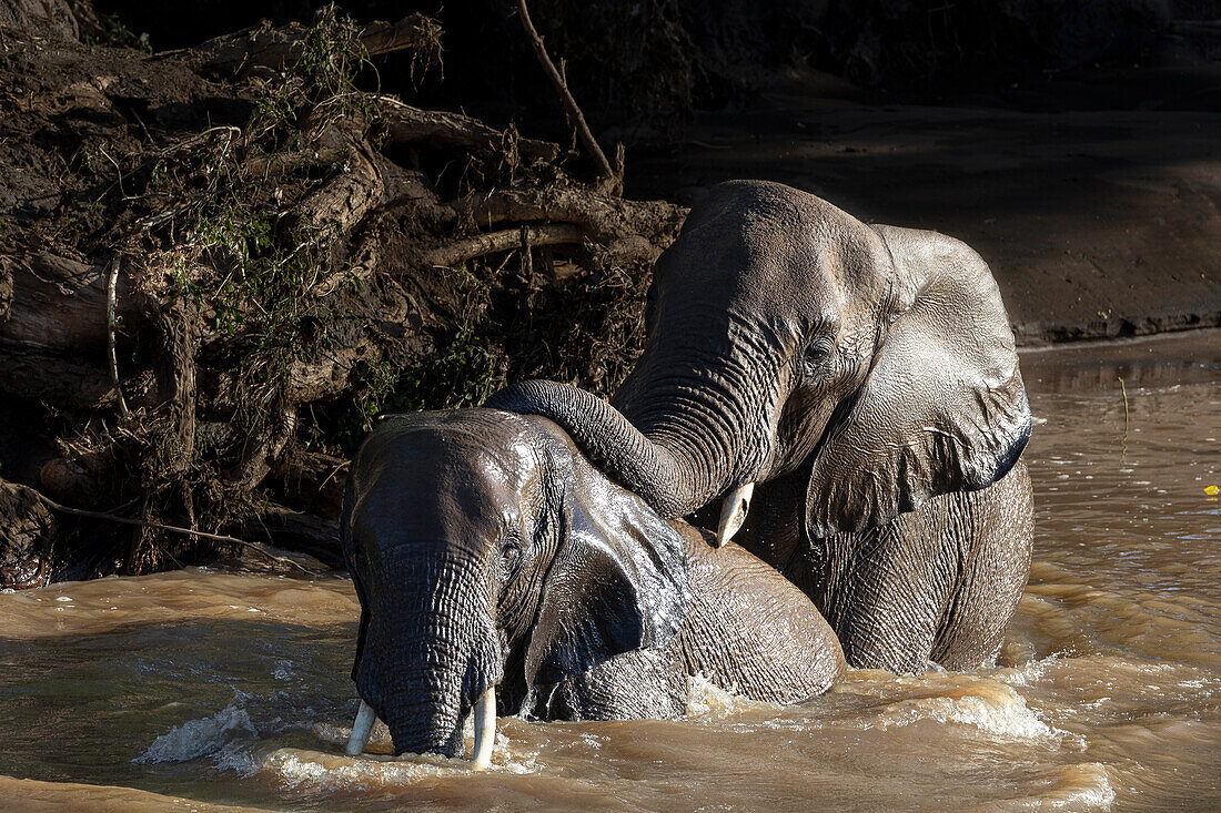 African elephants (Loxodonta africana) bathing, Mashatu Game Reserve, Botswana, Africa