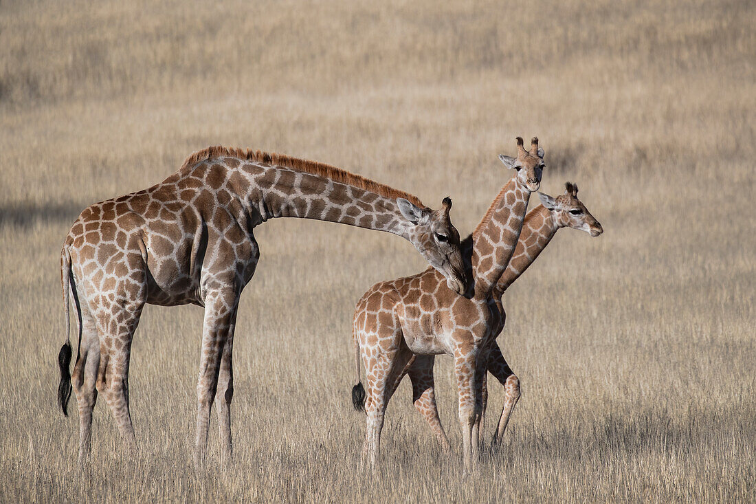 Giraffen (Giraffa camelopardalis), Kgalagadi Transfrontier Park, Nordkap, Südafrika, Afrika