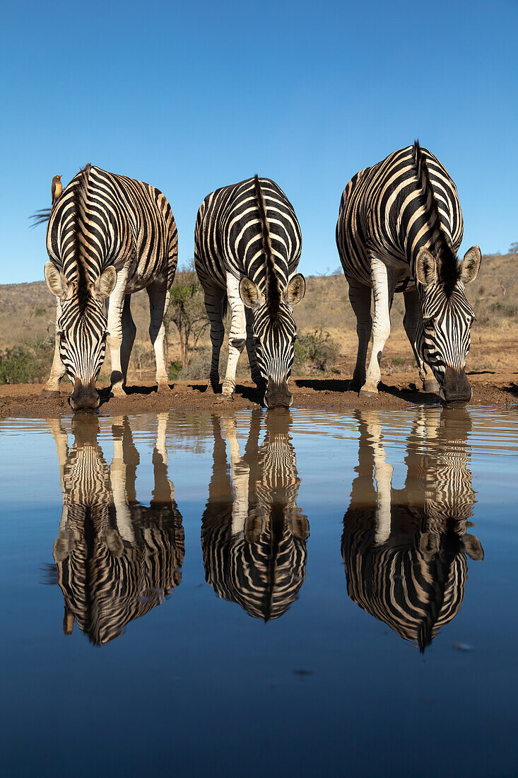 Plains zebra (Equus quagga burchellii) at water, Zimanga Game Reserve, KwaZulu-Natal, South Africa, Africa
