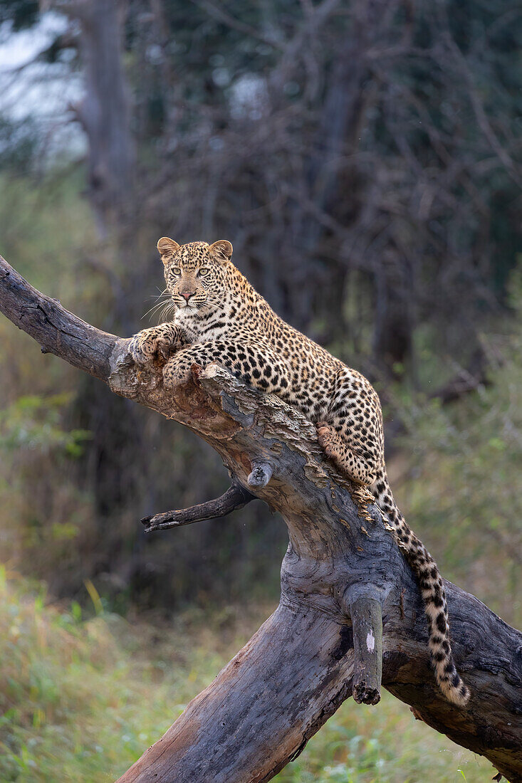 Leopard (Panthera pardus), junges Männchen, Zimanga Private Game Reserve, KwaZulu-Natal, Südafrika, Afrika