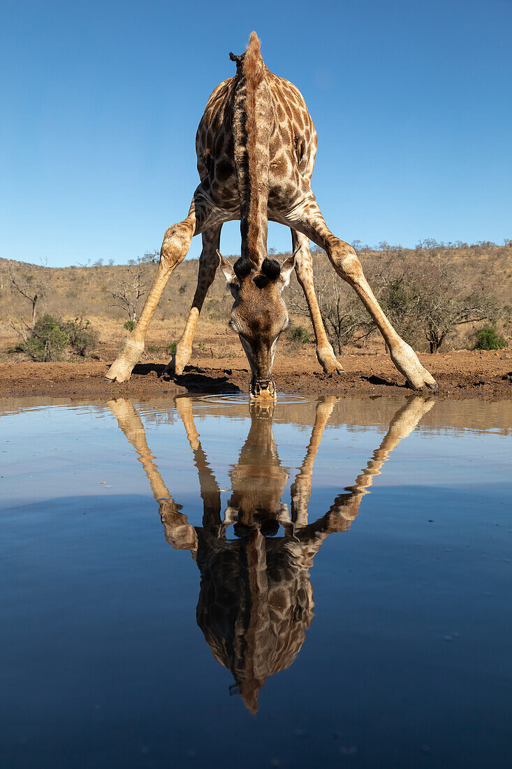 Giraffe (Giraffa camelopardalis) beim Trinken, Zimanga Game Reserve, KwaZulu-Natal, Südafrika, Afrika