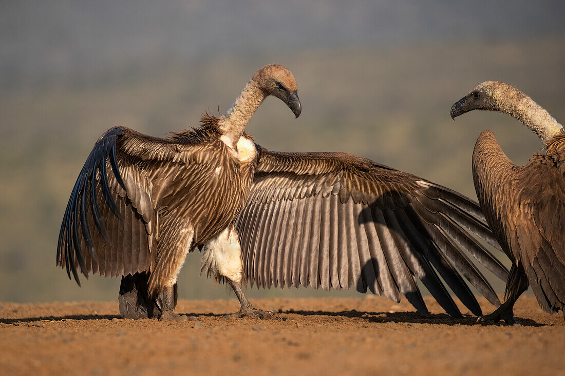 Whitebacked vulture (Gyps africanus) threat display, Zimanga Game Reserve, KwaZulu-Natal, South Africa, Africa