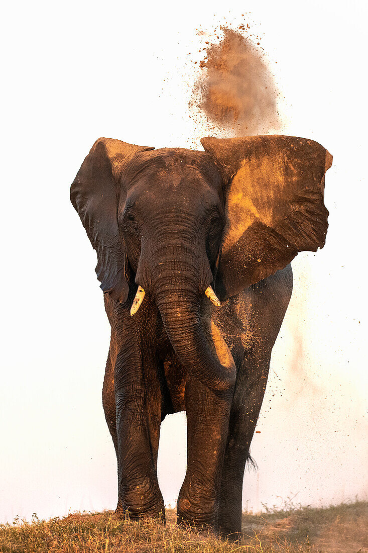 Afrikanischer Elefant (Loxodonta africana) beim Staubwischen, Chobe National Park, Botswana, Afrika
