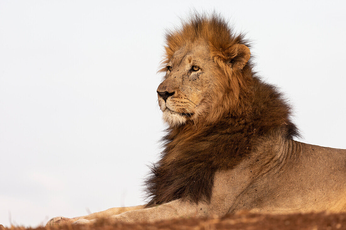 Löwe (Panthera leo), Zimanga Private Game Reserve, KwaZulu-Natal, Südafrika, Afrika