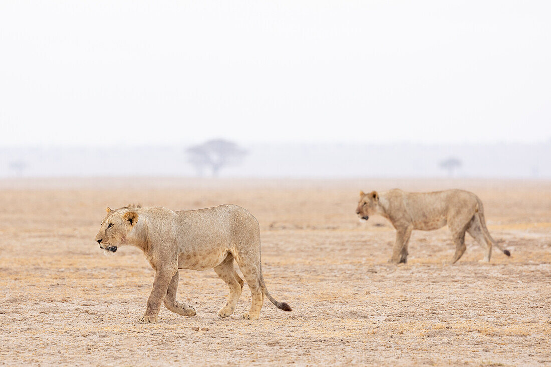 Löwen (Panthera leo), Amboseli National Park, Kenia, Ostafrika, Afrika