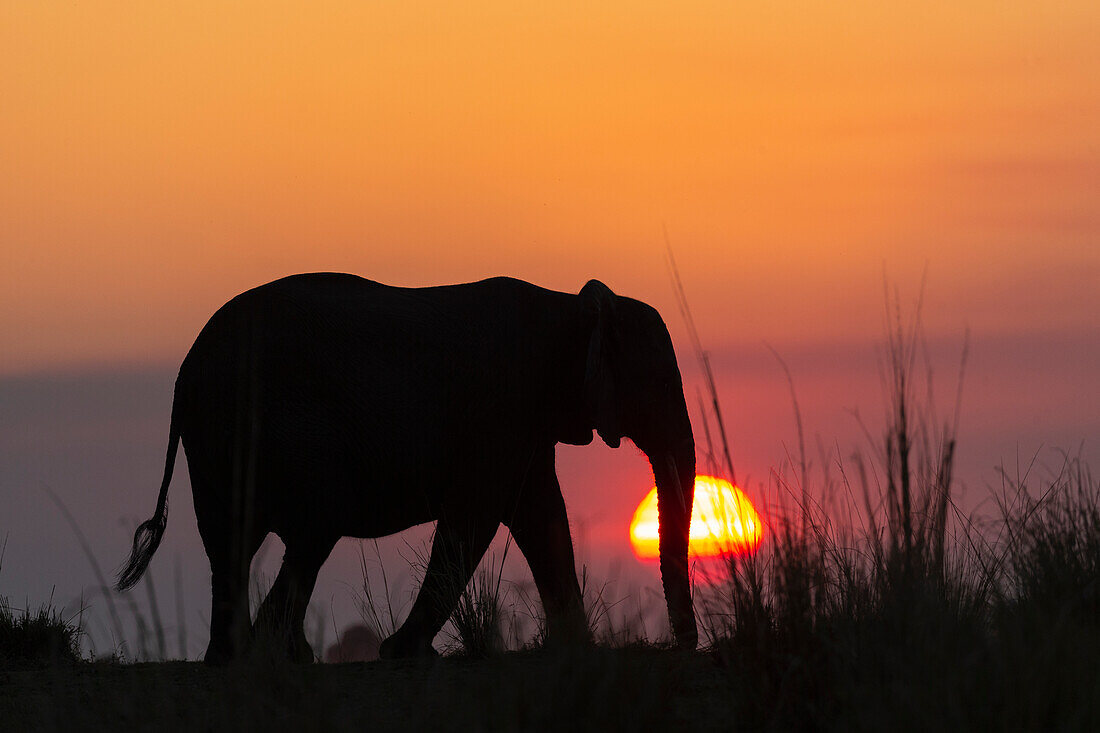 Afrikanischer Elefant (Loxodonta africana) bei Sonnenuntergang, Chobe National Park, Botswana, Afrika