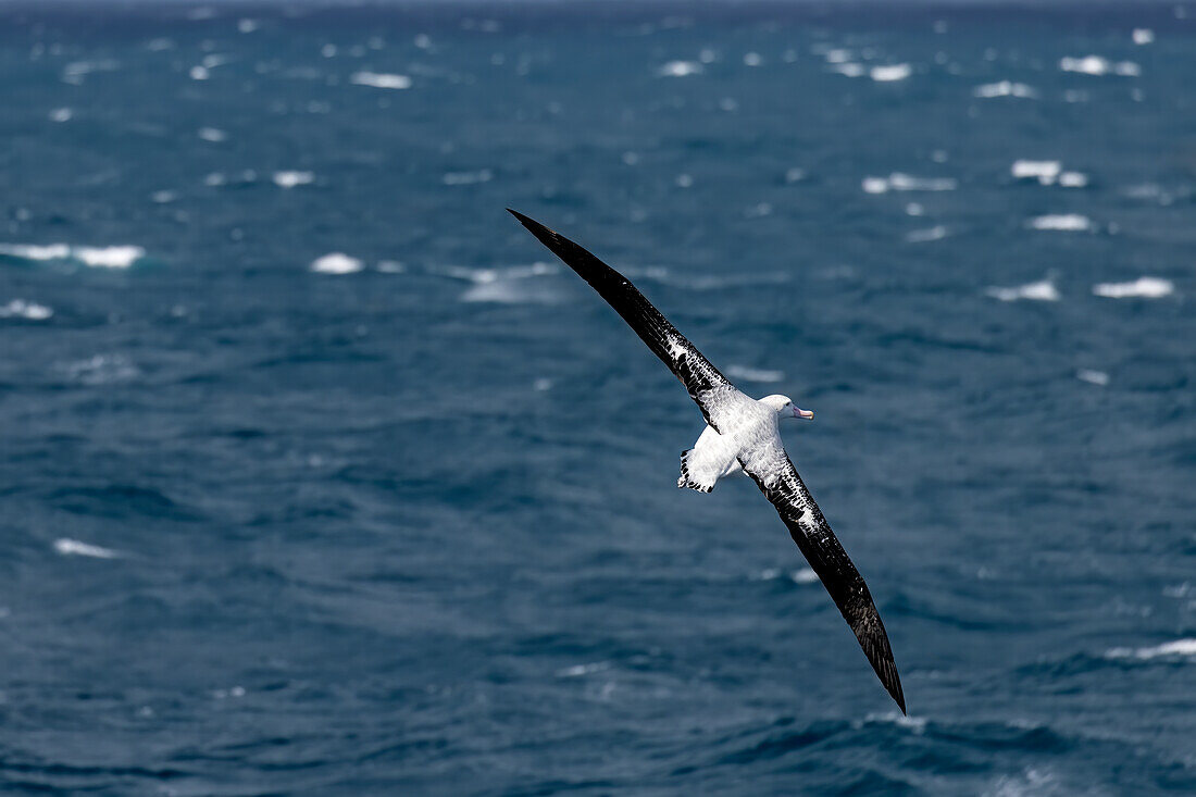 Wandernder Albatros im Südlichen Ozean nahe der Drake's Passage nahe der Antarktischen Halbinsel, Antarktis, Polargebiete