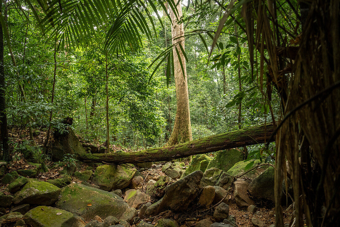 Regenwald, Santubong, Sarawak, Borneo, Malaysia, Südostasien, Asien