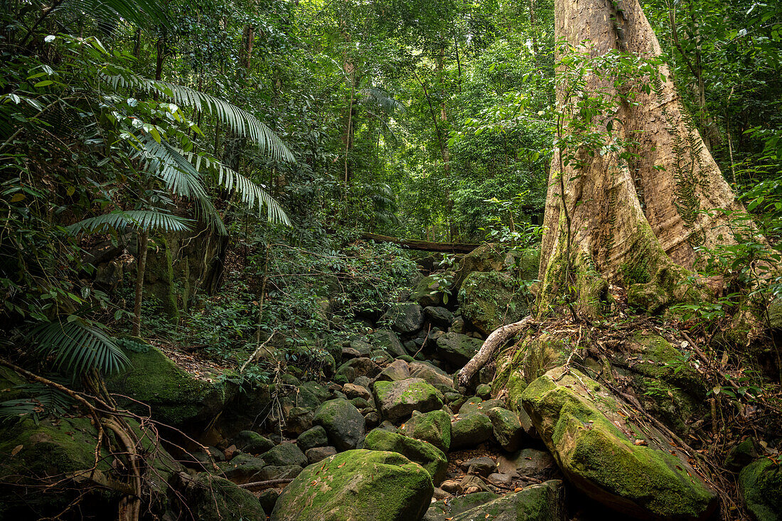 Rainforest, Santubong, Sarawak, Borneo, Malaysia, Southeast Asia, Asia