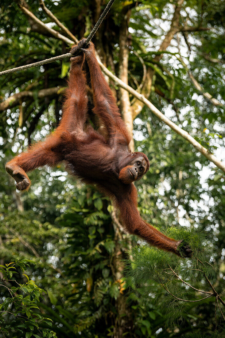 Orang-Utan im Semenggoh Wildlife Rehabilitation Center, Sarawak, Borneo, Malaysia, Südostasien, Asien