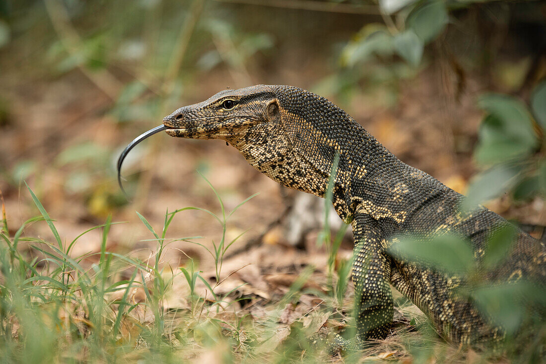 Waraneidechse, Tanjung Rhu, Pulau Langkawi, Kedah, Malaysia, Südostasien, Asien