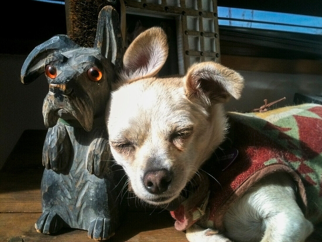 Chihuahua sleeping next to wooden statue 