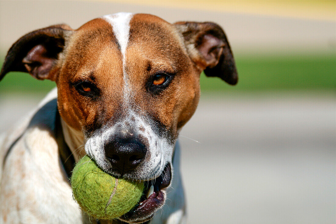Hund hält Tennisball im Maul