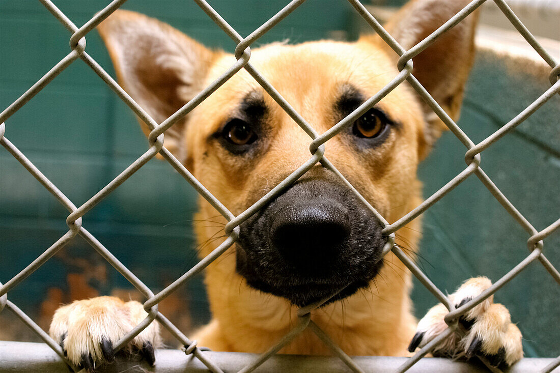 Ausgesetzter Hund in einem Käfig im Tierheim