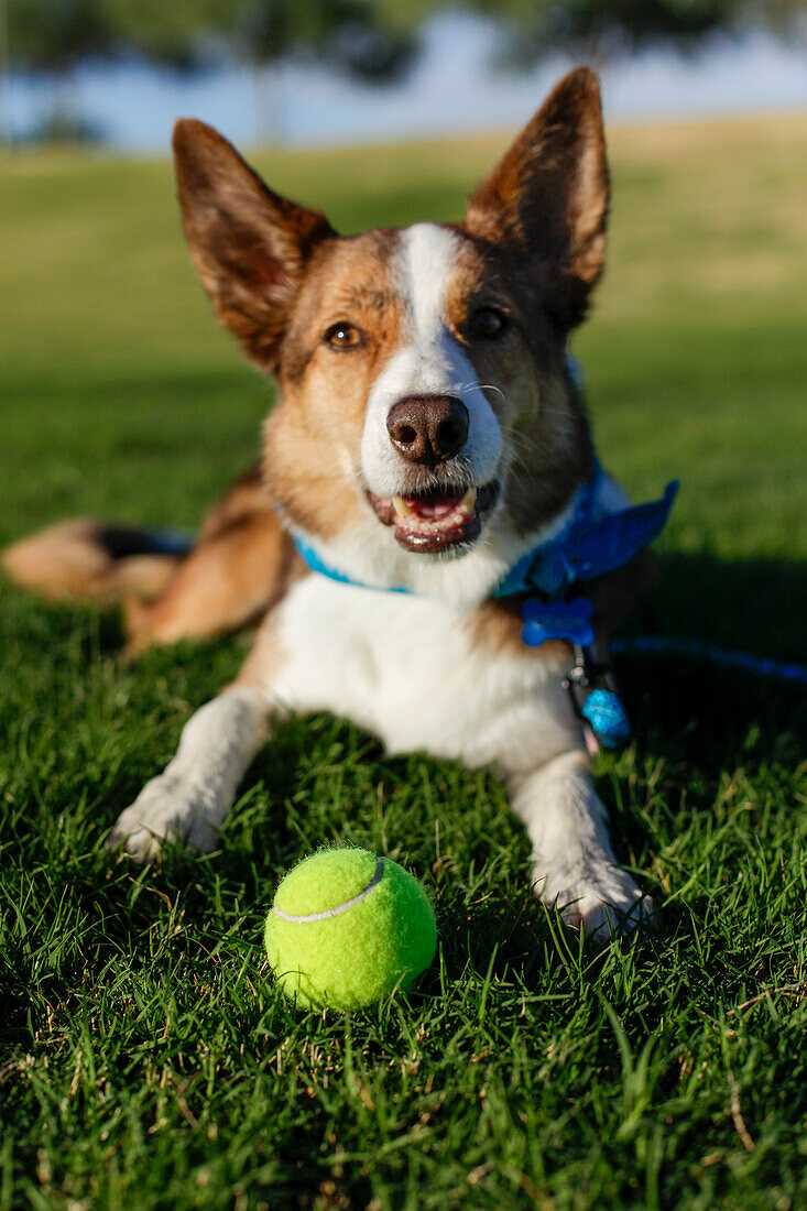 Portrait eines lächelnden Hundes, der sich mit einem Tennisball im Gras ausruht