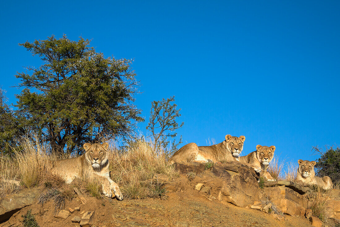 Lions (Panthera leo), Mountain Zebra National Park, South Africa, Africa