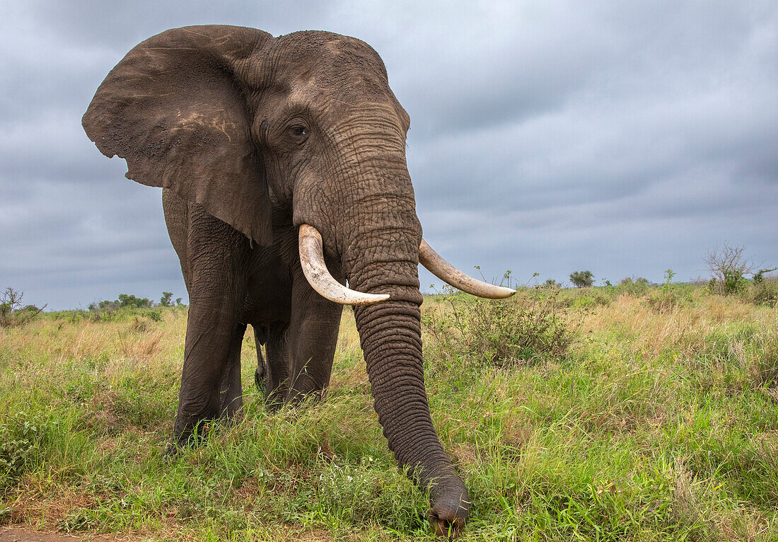 Afrikanischer Elefant (Loxodonta africana) Bulle, Krüger-Nationalpark, Südafrika, Afrika