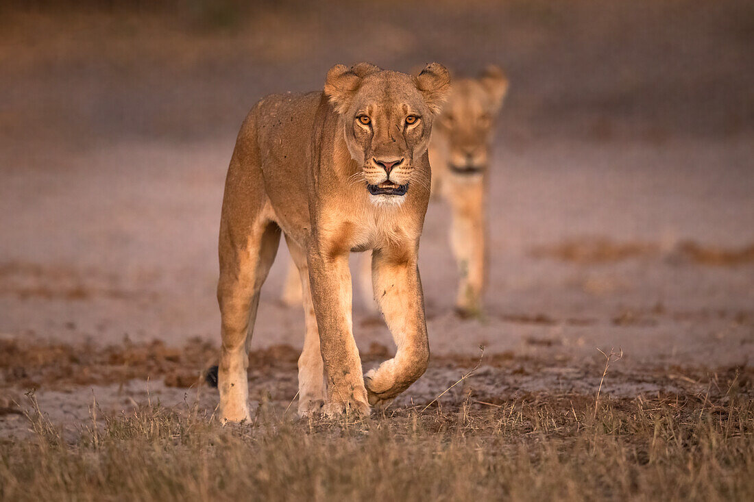 Lions (Panthera leo), Chobe National Park, Botswana, Africa