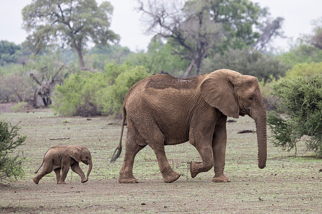 African elephant (Loxodonta africana) with calf, Mashatu Game Reserve, Botswana, Africa