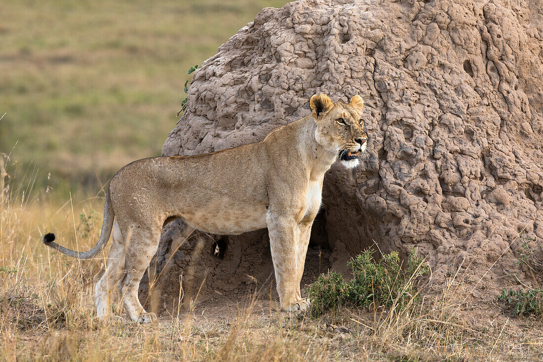 Löwin (Panthera leo), Masai Mara, Kenia, Ostafrika, Afrika