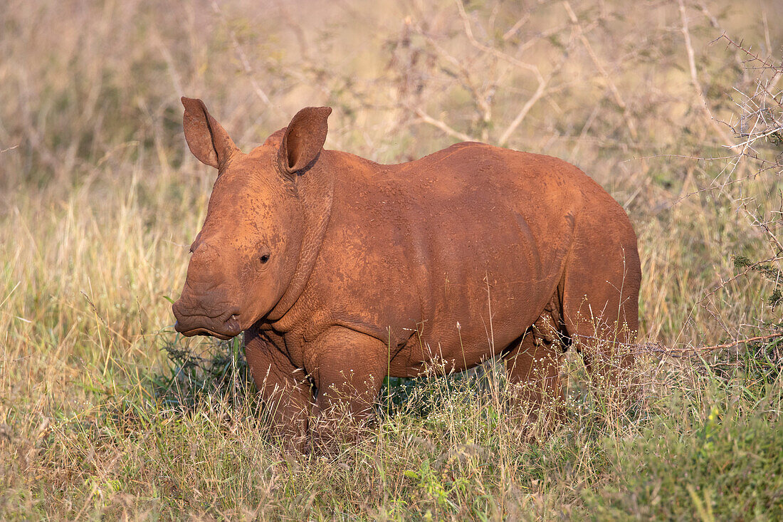 White rhino (Ceratotherium simum) calf, Zimanga Game Reserve, KwaZulu-Natal, South Africa, Africa