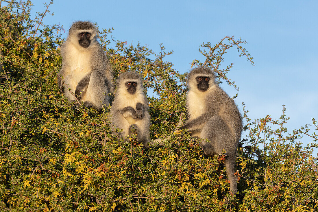 Vervet monkeys (Chlorocebus pygerythrus), Mountain Zebra National Park, Eastern Cape, South Africa, Africa