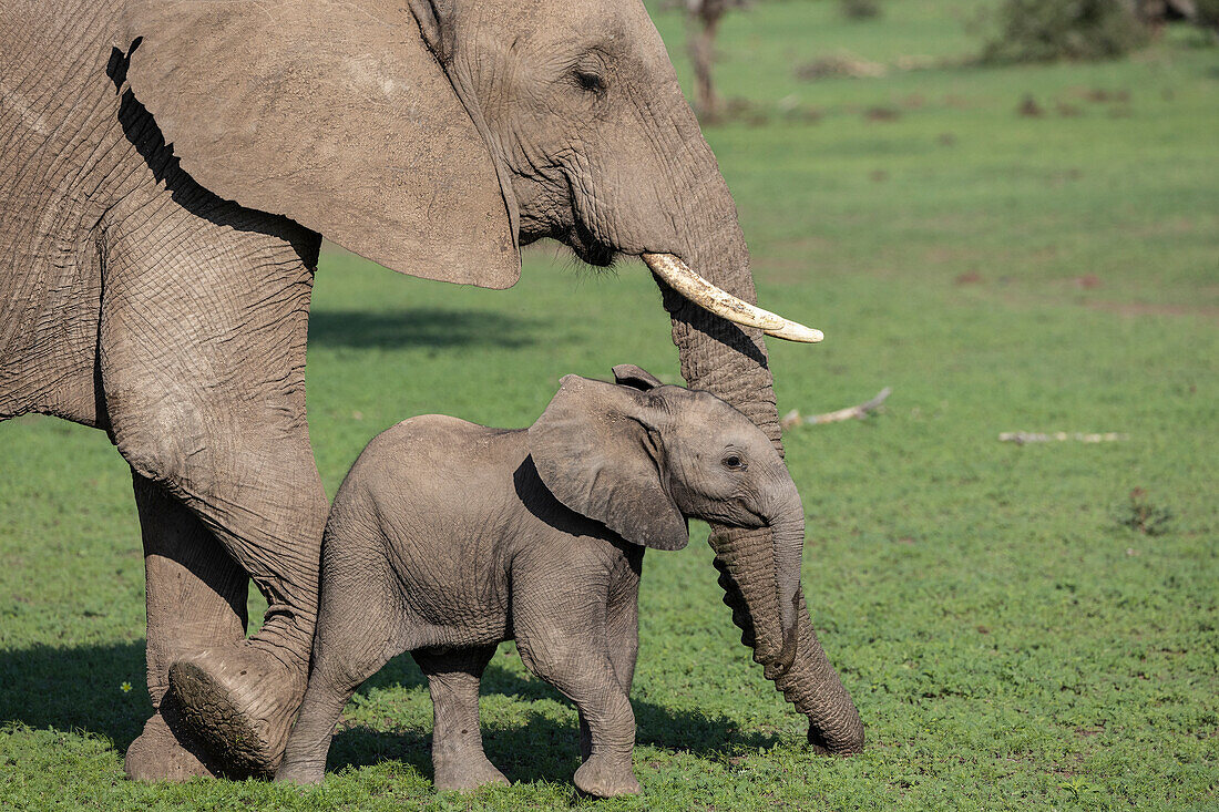 Afrikanischer Elefant (Loxodonta africana) mit Kalb, Mashatu Game Reserve, Botsuana, Afrika