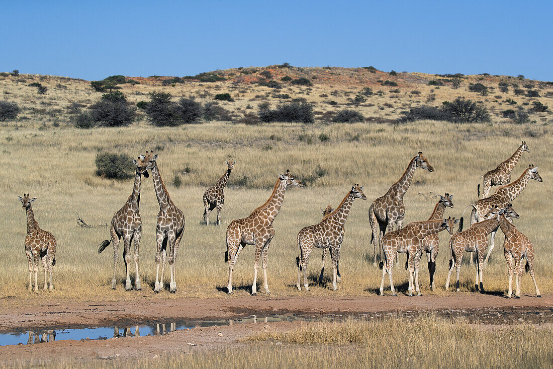 Giraffes (Giraffa camelopardalis), Kgalagadi Transfrontier Park, Northern Cape, South Africa, Africa