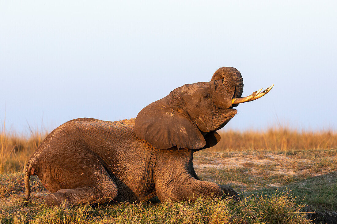 African elephant (Loxodonta africana), Chobe National Park, Botswana, Africa