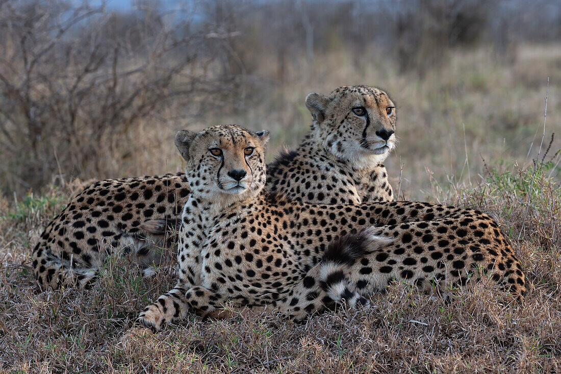 Cheetah (Acinonyx jubatus) brothers. Zimanga private game reserve, KwaZulu-Natal, South Africa, Africa