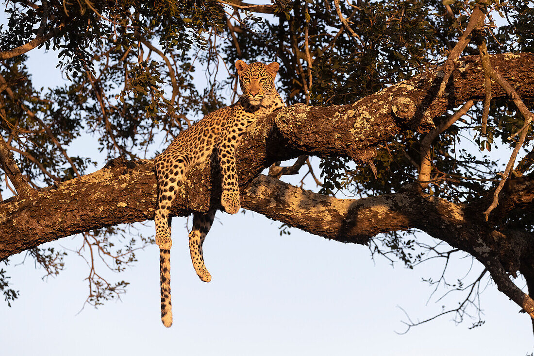Leopard (Panthera pardus), Zimanga private game reserve, KwaZulu-Natal, South Africa
