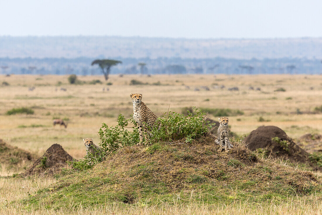Gepard mit Jungtieren (Acinonyx jubatus). Masai Mara, Kenia, Ostafrika, Afrika