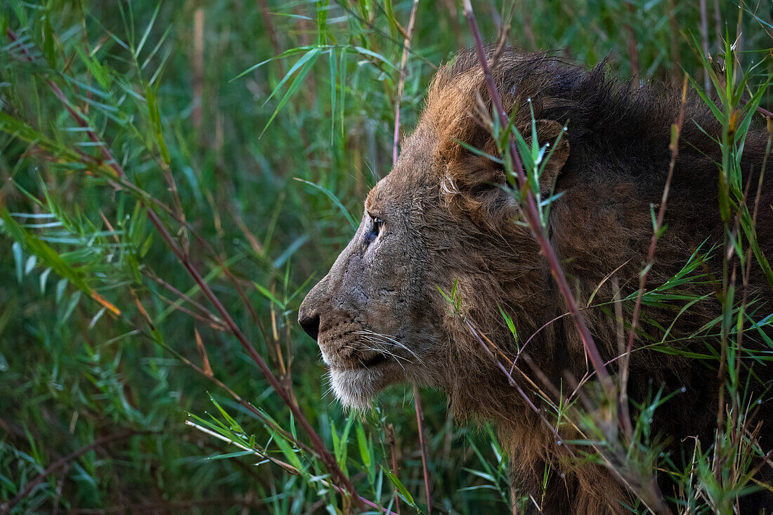 Löwe (Panthera leo), Zimanga private game reserve, KwaZulu-Natal, Südafrika, Afrika