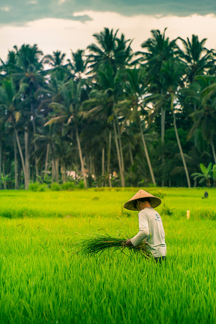Blick auf einen Balinesen mit typischem Kegelhut bei der Arbeit in den Reisfeldern, Sidemen, Kabupaten Karangasem, Bali, Indonesien, Südostasien, Asien