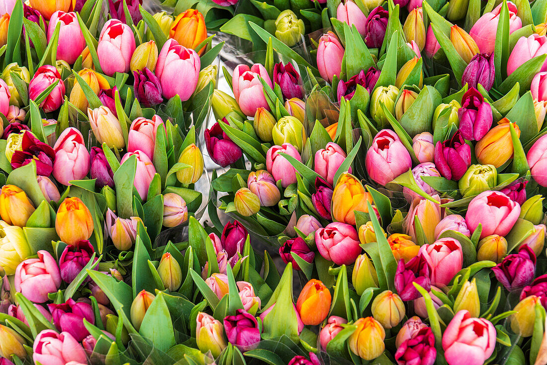 Bunte frische Tulpen auf einem Blumenmarkt, Amsterdam, Niederlande, Europa