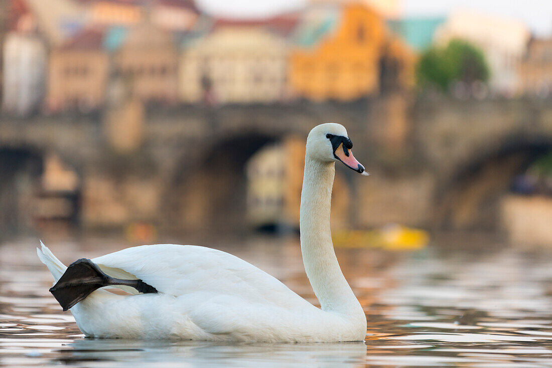 Schwan mit Karlsbrücke im Hintergrund, Prag, Tschechische Republik (Tschechien), Europa