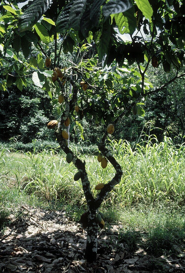Kakaobaum mit Früchten (Ilheus, Brasilien)