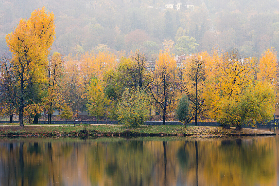 Spiegelungen von bunten Bäumen auf der Schützeninsel (Strelecky ostrov) auf der Moldau im Herbst, Prag, Tschechische Republik (Tschechien), Europa