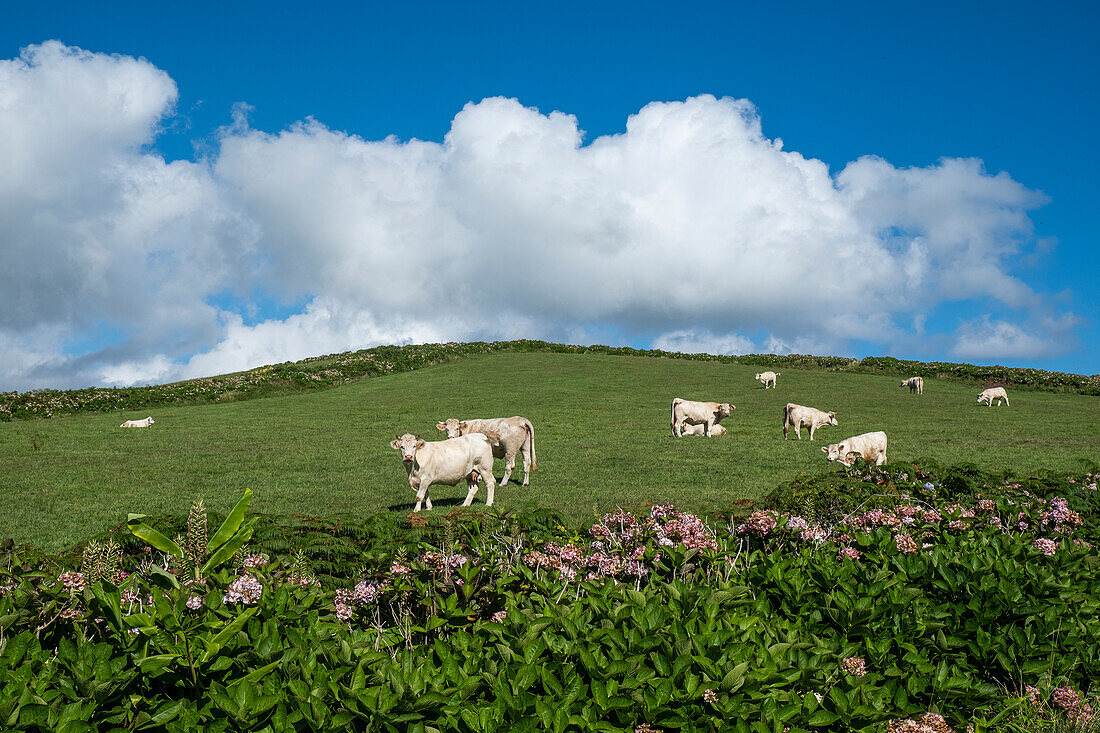 White cows grazing in a green field under a blue sky with white clouds and hydrangea plants in the foreground, Flores island, Azores islands, Portugal, Atlantic, Europe