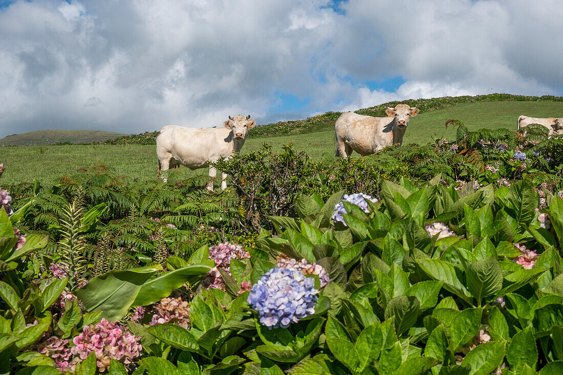 Weiße Kühe blicken in die Kamera mit einigen Hortensienpflanzen im Vordergrund, Insel Flores, Azoren, Portugal, Atlantik, Europa