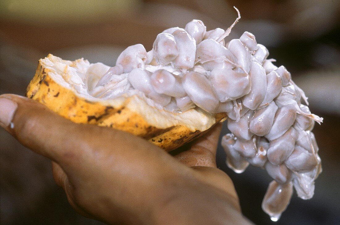 Hand hält geöffnete Kakaofrucht mit Kerndolde (Kakaobohnen)