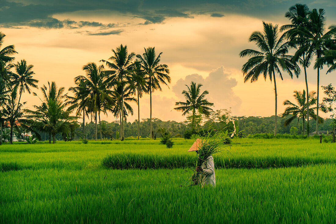 Blick auf einen Balinesen mit typischem Kegelhut bei der Arbeit in den Reisfeldern, Sidemen, Kabupaten Karangasem, Bali, Indonesien, Südostasien, Asien