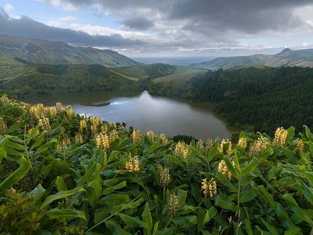 Lagoa Comprida with yellow ginger lilies in the foreground, Flores Island, Azores islands, Portugal, Atlantic, Europe