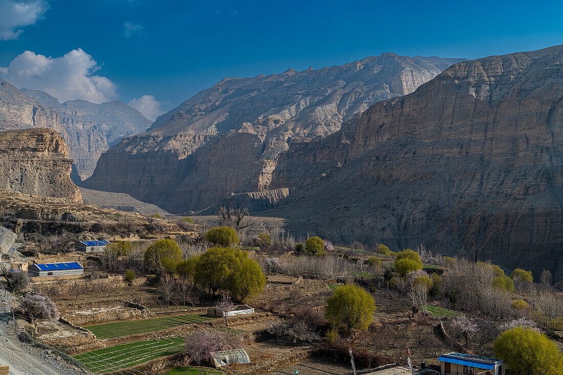 Apfelbäume, Königreich Mustang, Himalayagebirge, Nepal, Asien