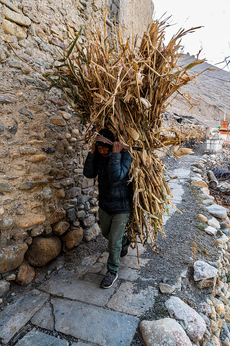 Man carrying huge load on his back, remote Tetang village, Kingdom of Mustang, Himalayas, Nepal, Asia