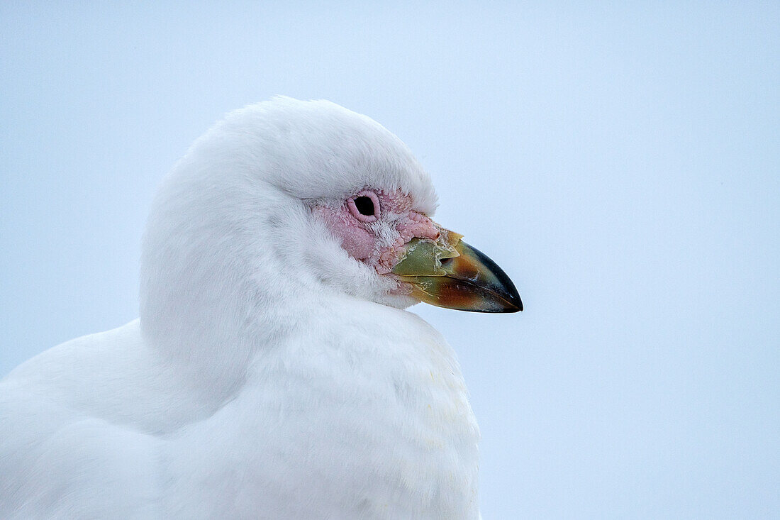 Closeup of Sheathbill bird, Antarctica, Polar Regions